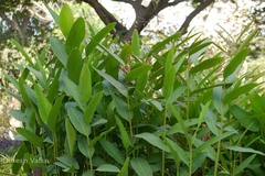Alpinia galanga